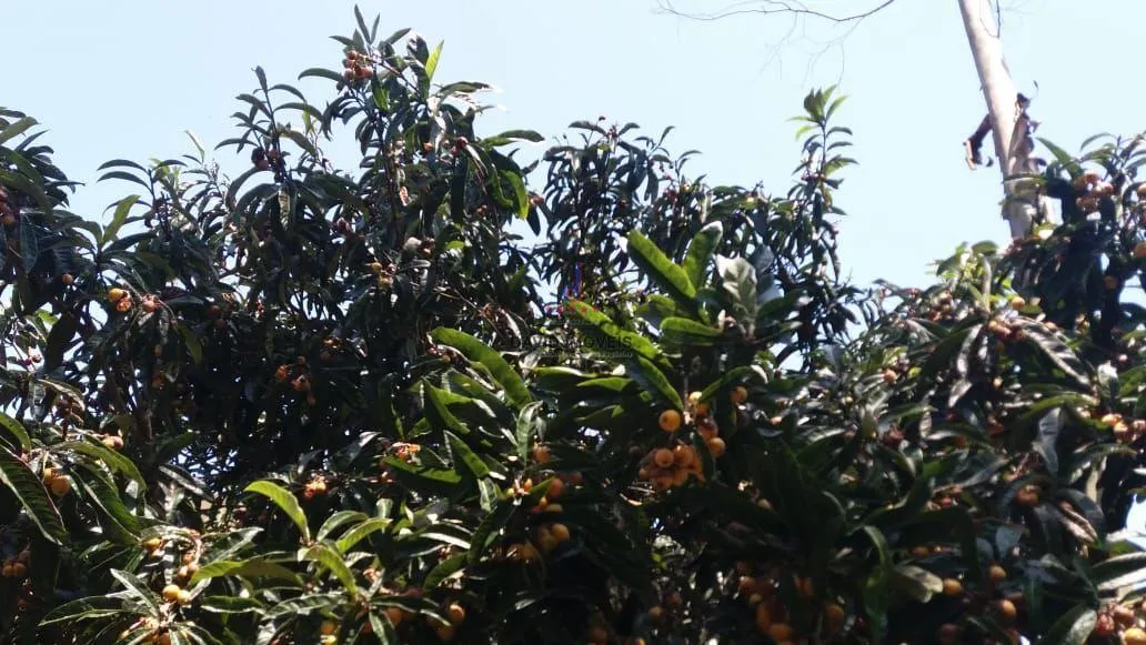 Sítio à venda de 10 ha em Natividade da Serra, SP, Brasil