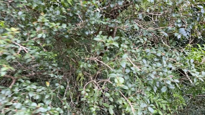 Plot for sale of 6 acres in Santo Antônio da Patrulha, RS, Brazil