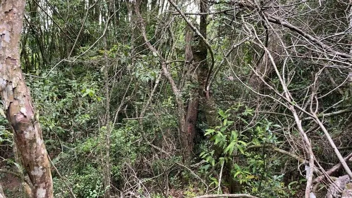 Plot for sale of 6 acres in Santo Antônio da Patrulha, RS, Brazil