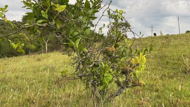 Plot for sale of 6 acres in Santo Antônio da Patrulha, RS, Brazil