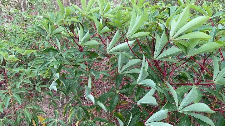 Plot for sale of 6 acres in Santo Antônio da Patrulha, RS, Brazil