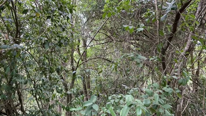 Plot for sale of 6 acres in Santo Antônio da Patrulha, RS, Brazil