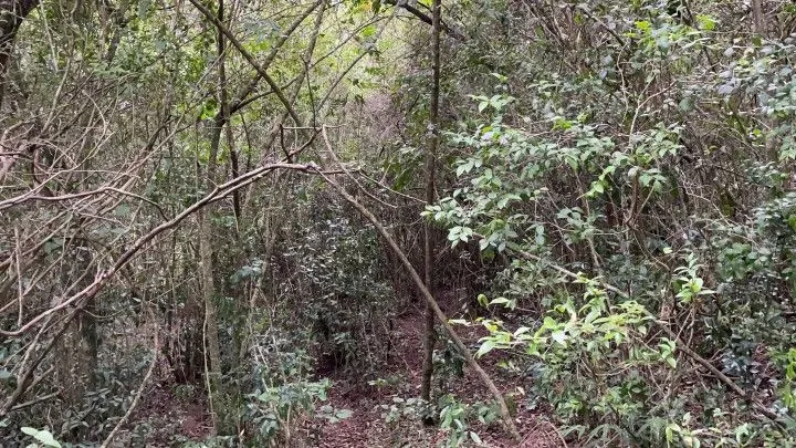 Plot for sale of 6 acres in Santo Antônio da Patrulha, RS, Brazil