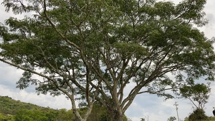 Plot for sale of 6 acres in Santo Antônio da Patrulha, RS, Brazil