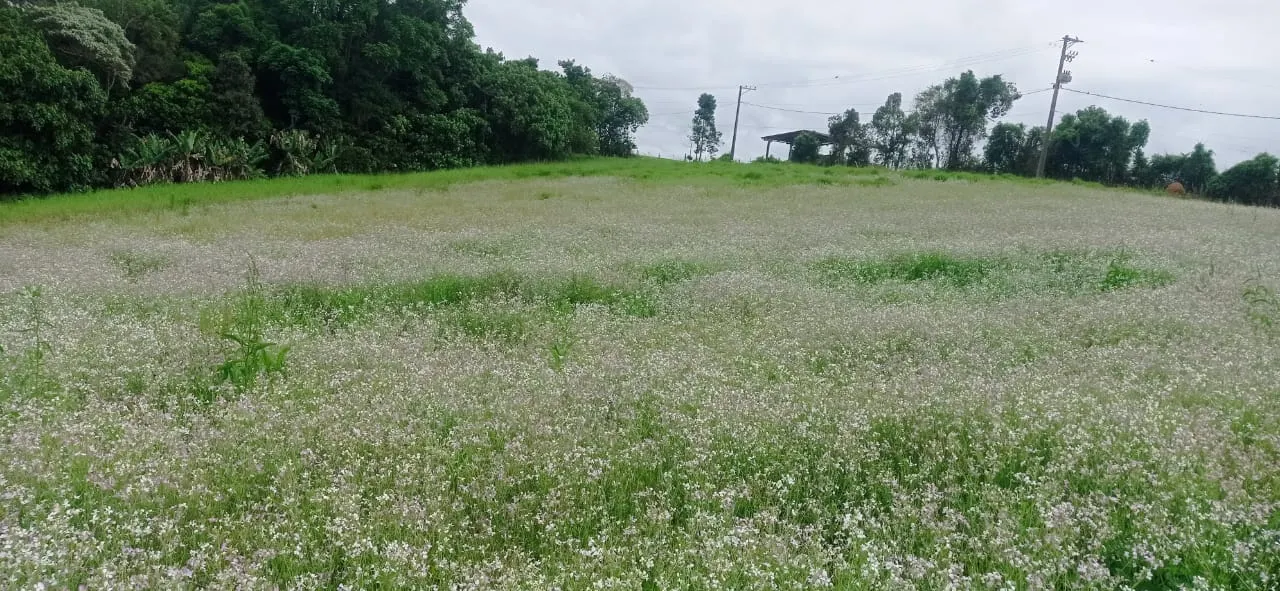 Sítio à venda de 5 ha em Biritiba-Mirim, SP, Brasil