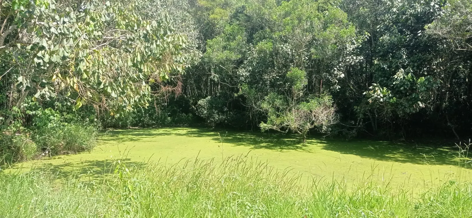 Sítio à venda de 5 ha em Biritiba-Mirim, SP, Brasil