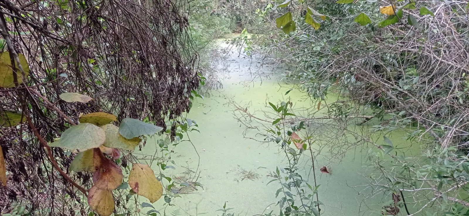 Sítio à venda de 5 ha em Biritiba-Mirim, SP, Brasil