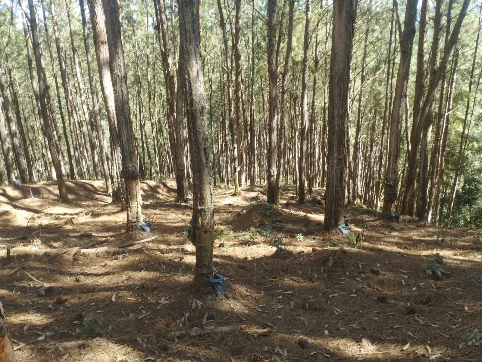 Fazenda à venda de 242 ha em Itapirapuã Paulista, SP, Brasil