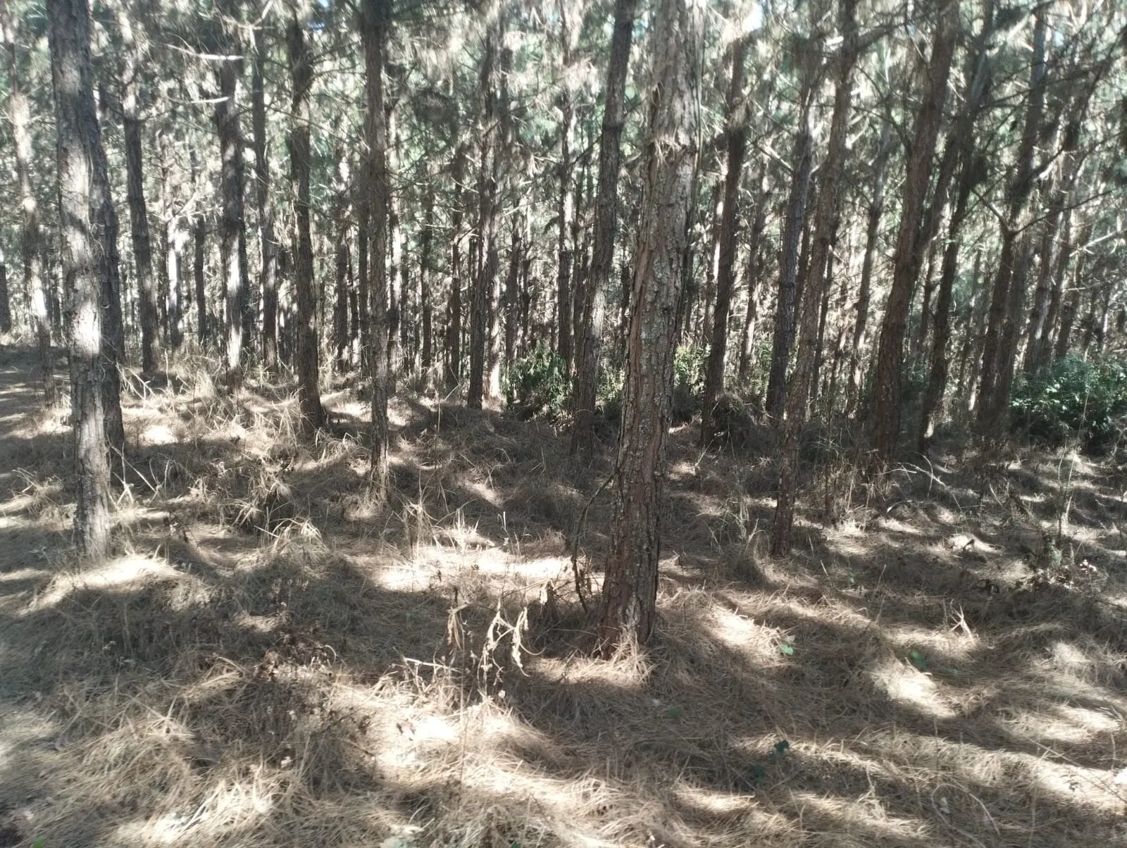 Fazenda à venda de 242 ha em Itapirapuã Paulista, SP, Brasil
