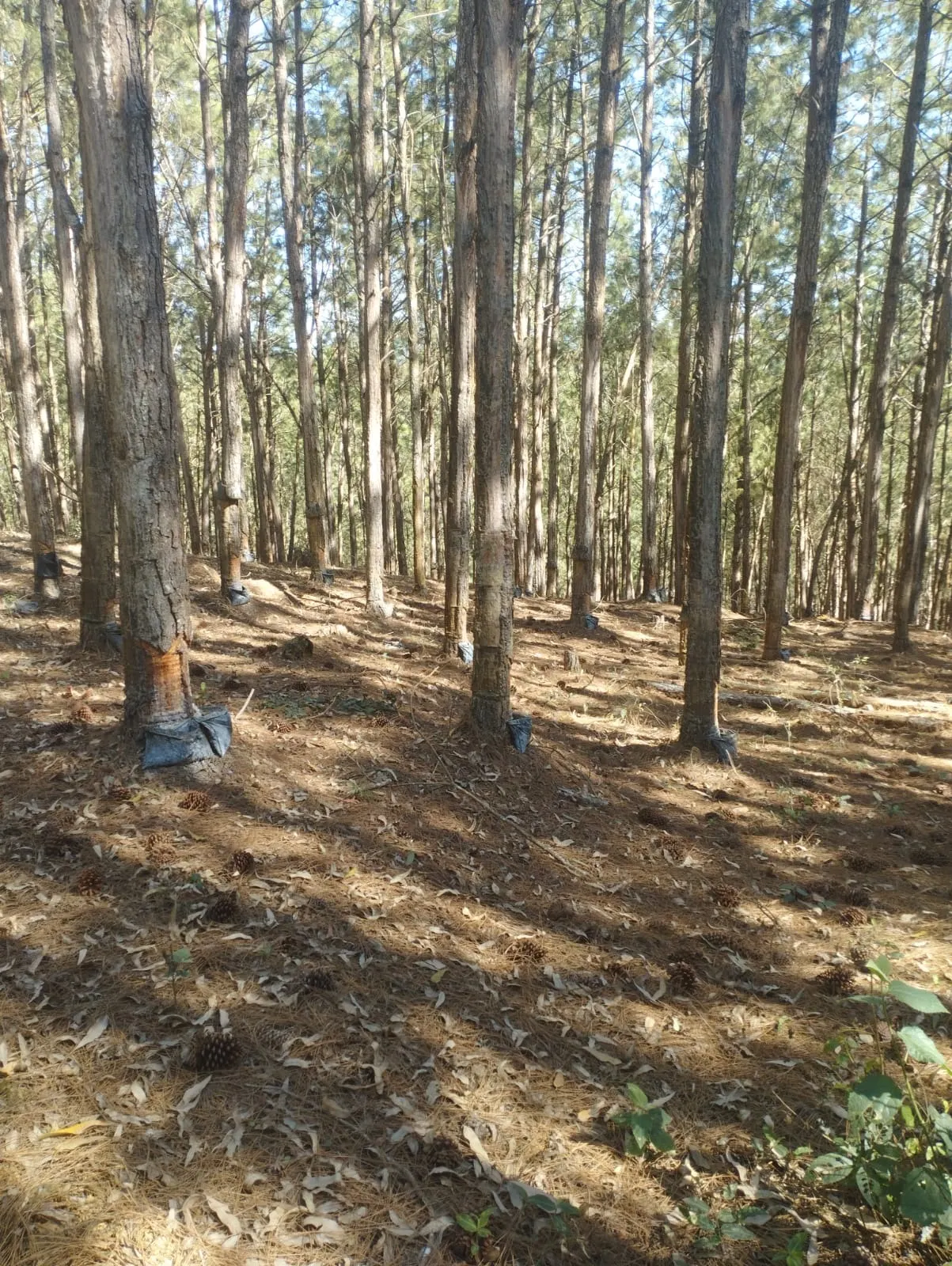 Fazenda à venda de 242 ha em Itapirapuã Paulista, SP, Brasil