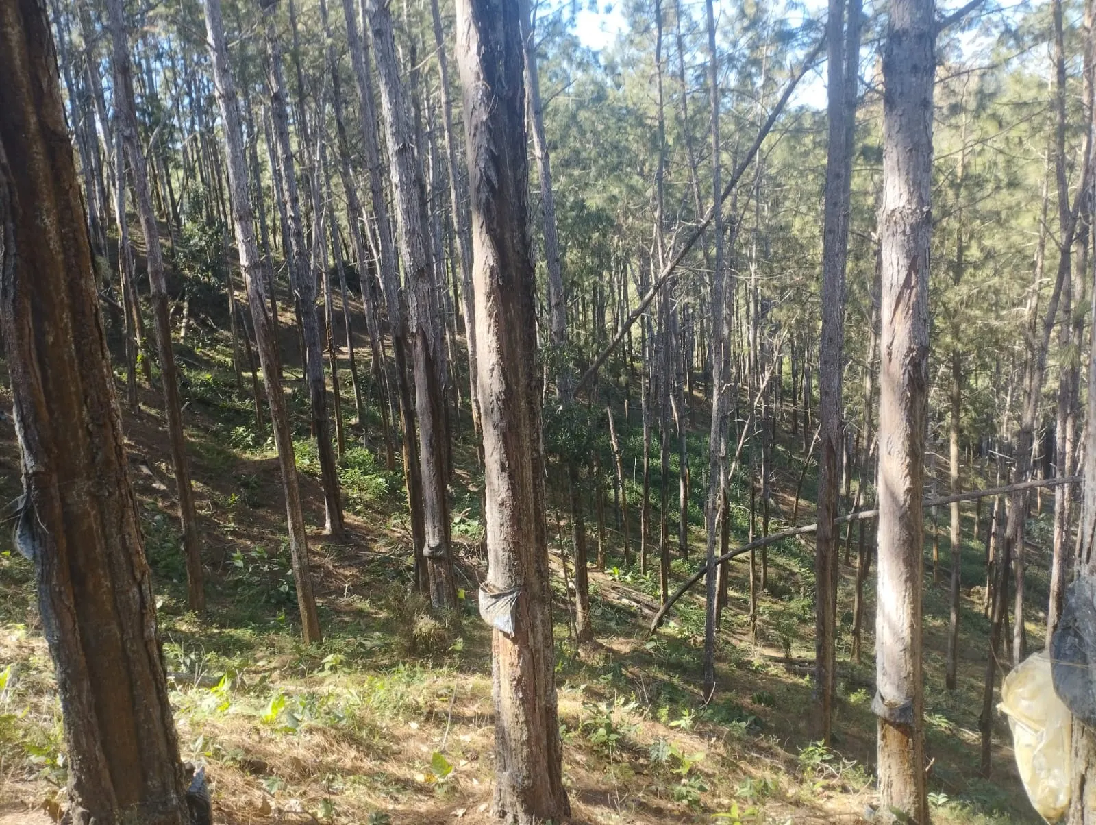 Fazenda à venda de 242 ha em Itapirapuã Paulista, SP, Brasil