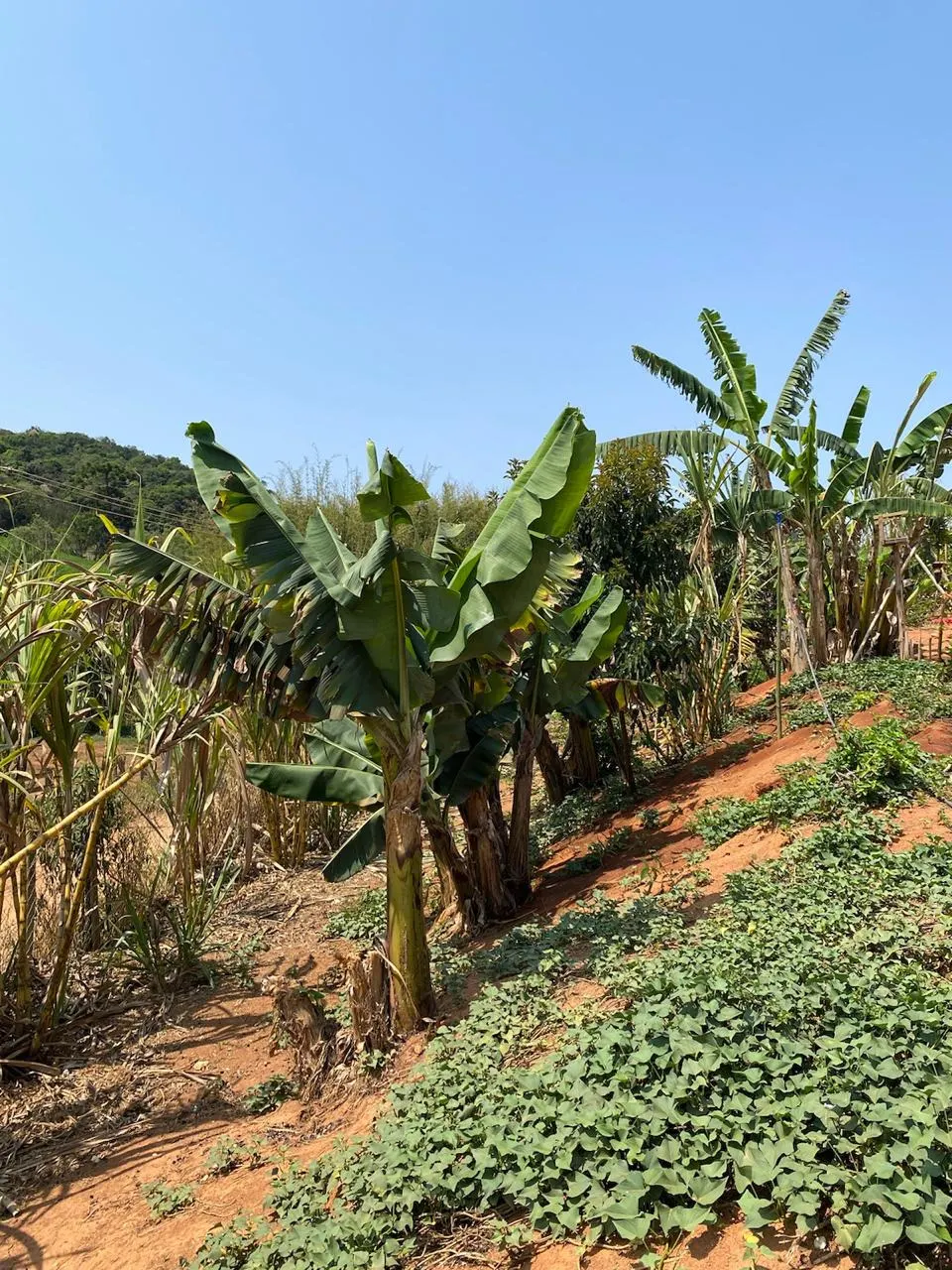 Chácara à venda de 1.340 m² em Lagoinha, SP, Brasil