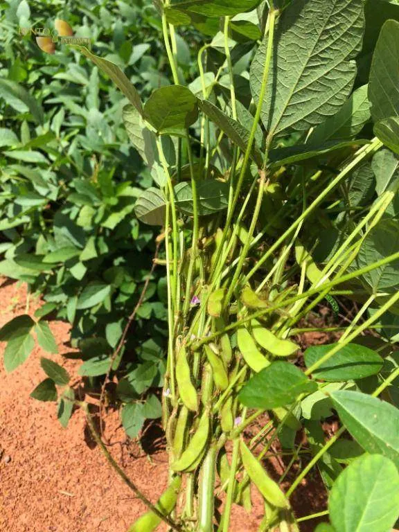 Fazenda à venda de 39.000 ha em Confresa, MT, Brasil