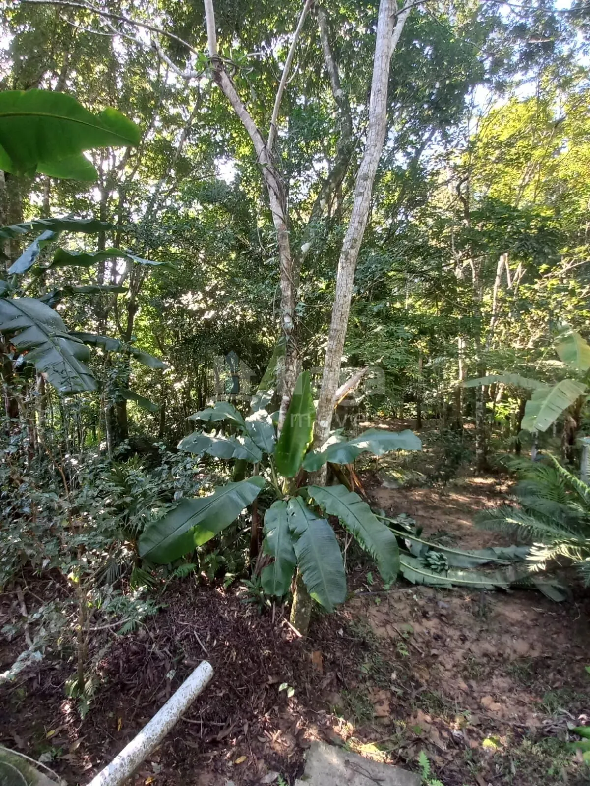 Fazenda à venda de 5.000 m² em Canelinha, SC, Brasil