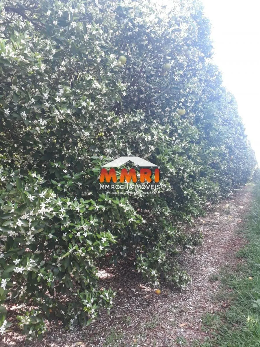 Fazenda à venda de 953 ha em Avaré, SP, Brasil