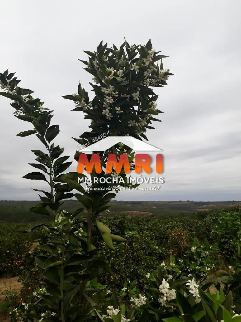 Fazenda à venda de 953 ha em Avaré, SP, Brasil