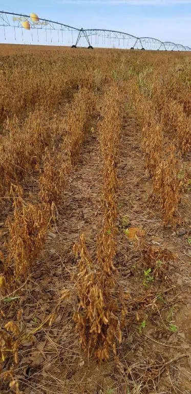 Fazenda à venda de 3.090 ha em Campo Verde, MT, Brasil
