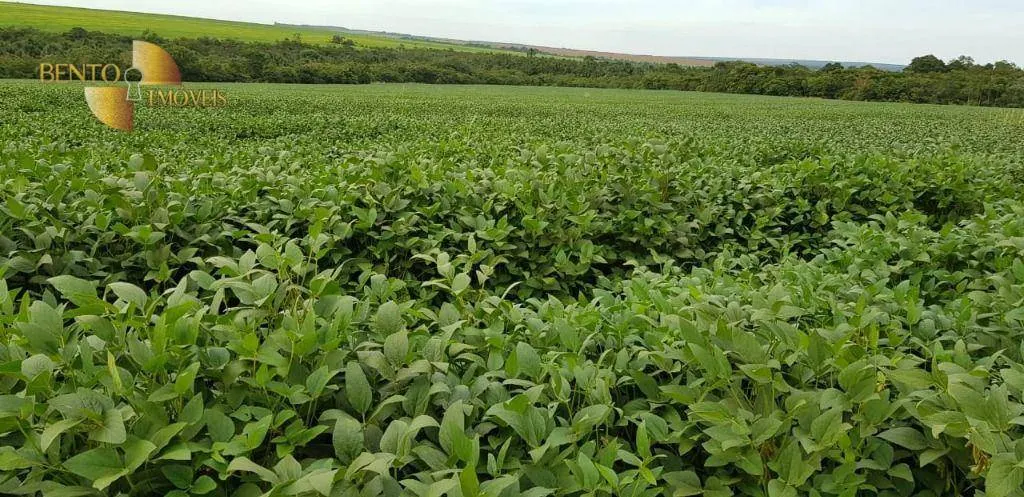 Fazenda à venda de 3.090 ha em Campo Verde, MT, Brasil