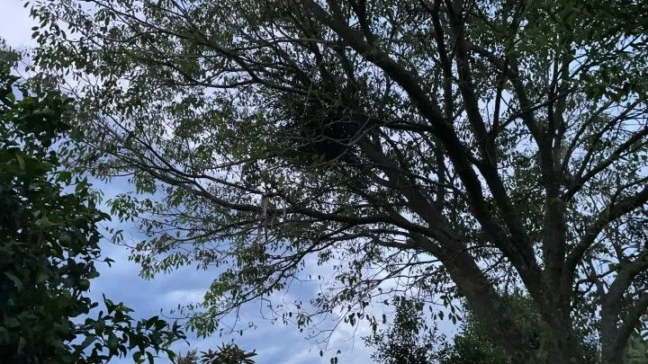 Country home for sale of 4 acres in Santo Antônio da Patrulha, RS, Brazil