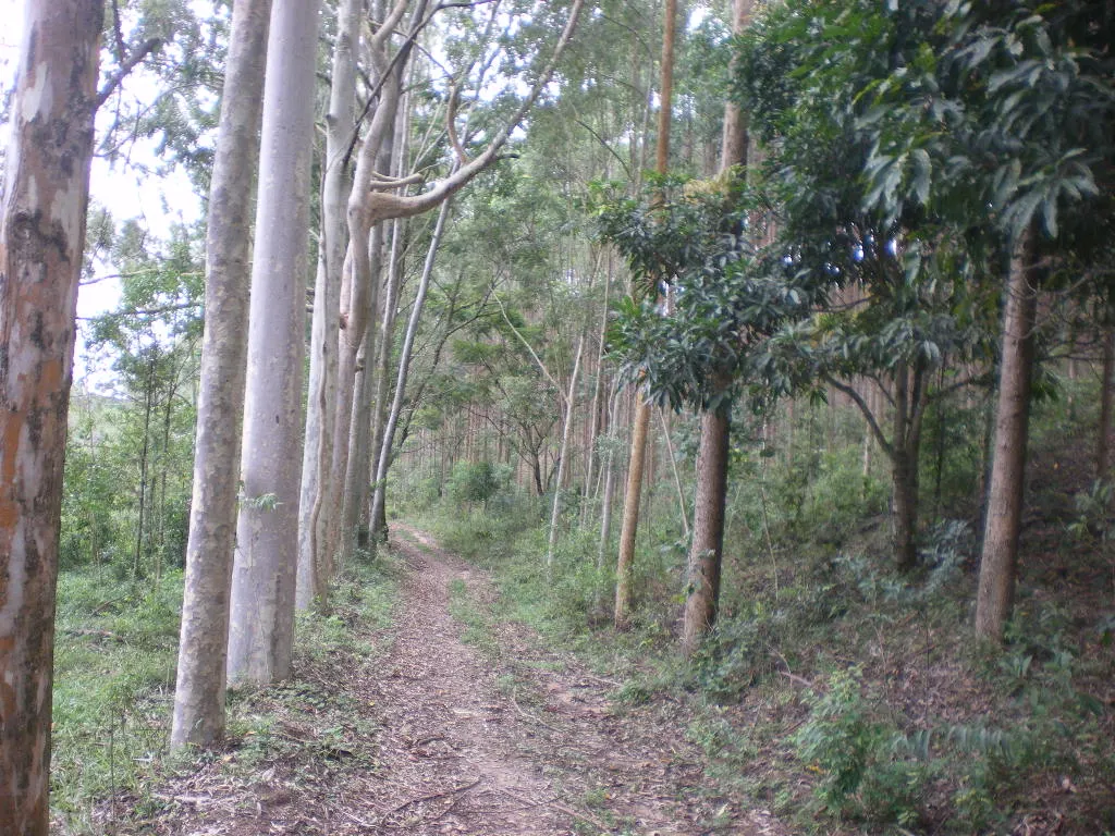 Fazenda à venda de 100 ha em Rio Preto, MG, Brasil