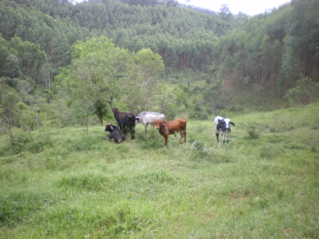 Fazenda à venda de 100 ha em Rio Preto, MG, Brasil
