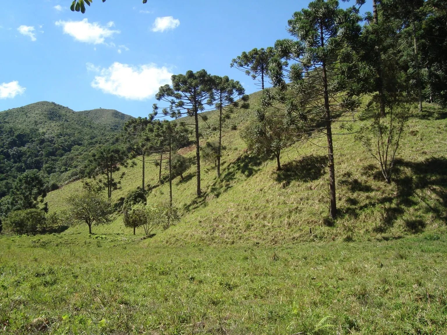 Sítio à venda de 68 ha em São José do Barreiro, SP, Brasil
