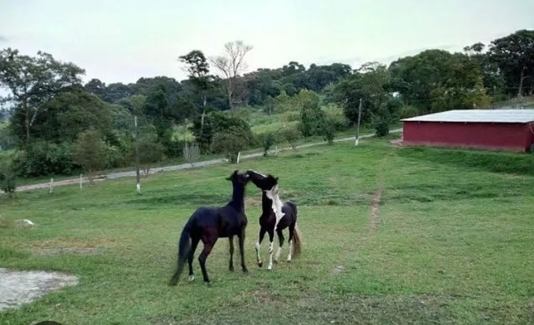 Haras para Arrendar de 9 ha em Atibaia, SP, Brasil