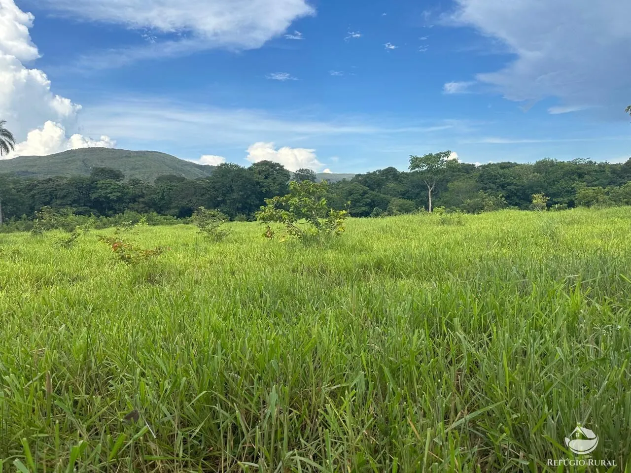 Fazenda à venda de 67 ha em Buritis, MG, Brasil