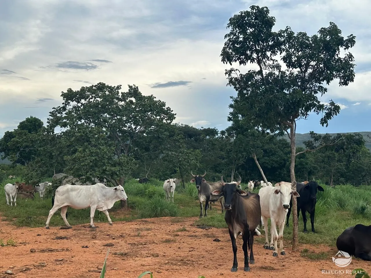 Fazenda à venda de 67 ha em Buritis, MG, Brasil
