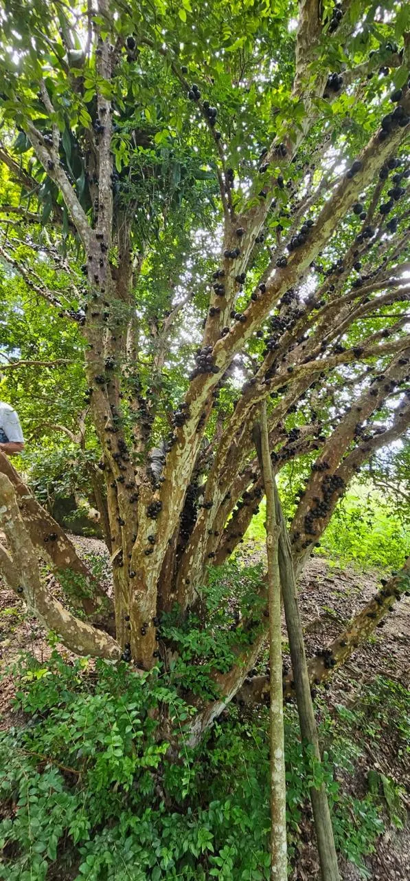 Sítio à venda de 48 ha em Mimoso do Sul, ES, Brasil