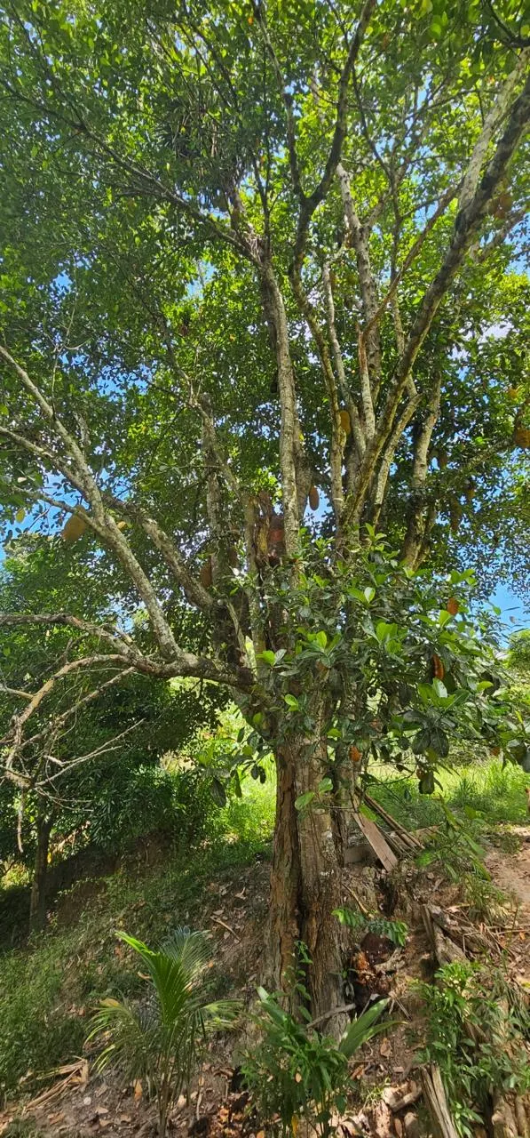 Sítio à venda de 48 ha em Mimoso do Sul, ES, Brasil