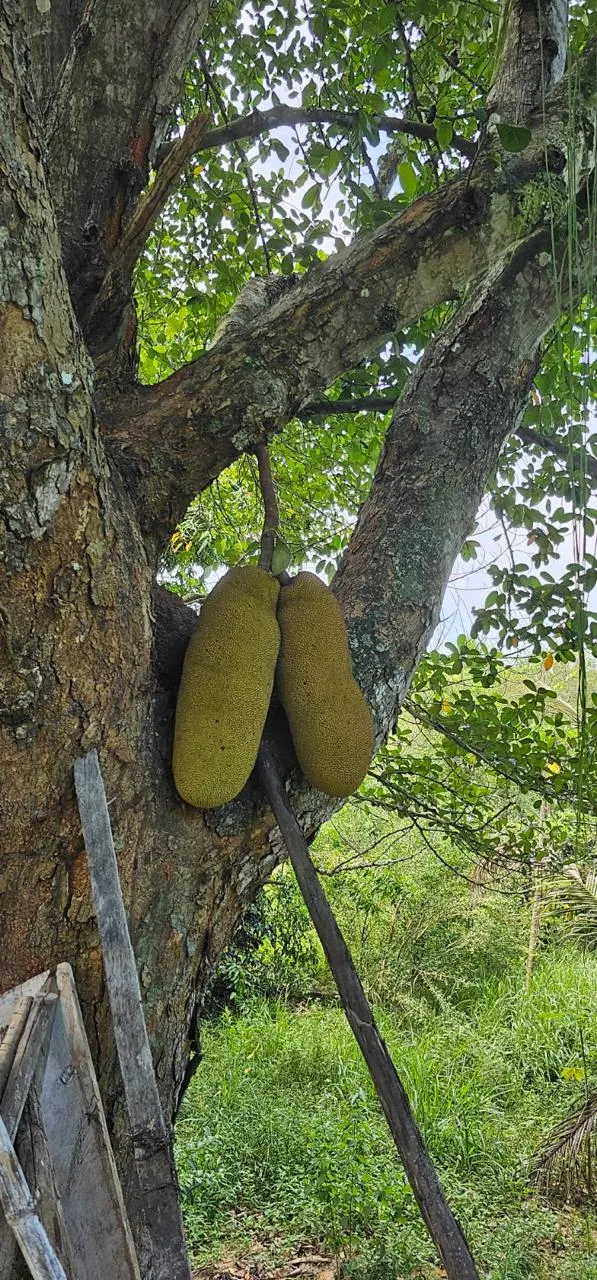 Sítio à venda de 48 ha em Mimoso do Sul, ES, Brasil