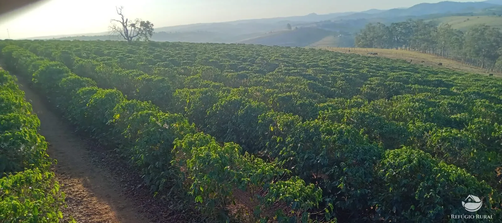 Farm for sale of 190 acres in Monte Belo, MG, Brazil