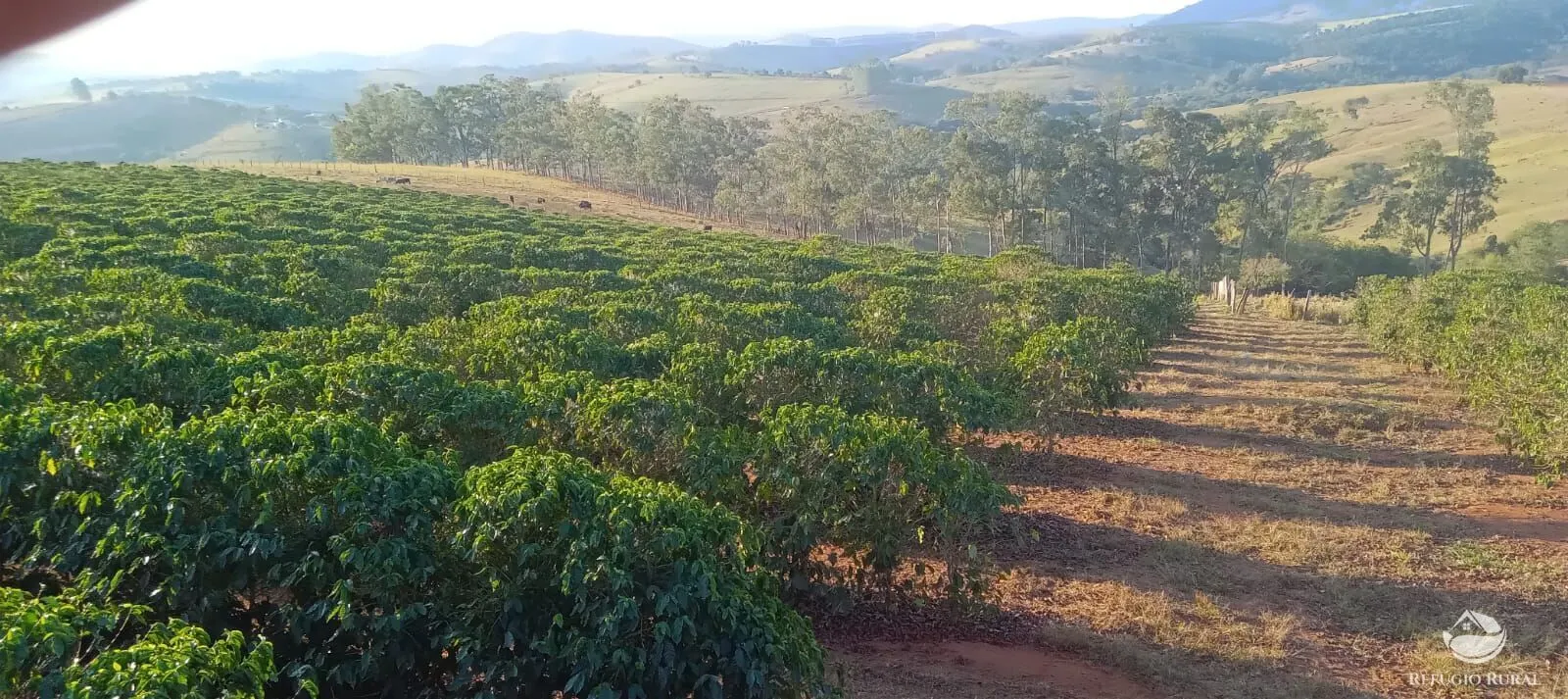 Farm for sale of 190 acres in Monte Belo, MG, Brazil