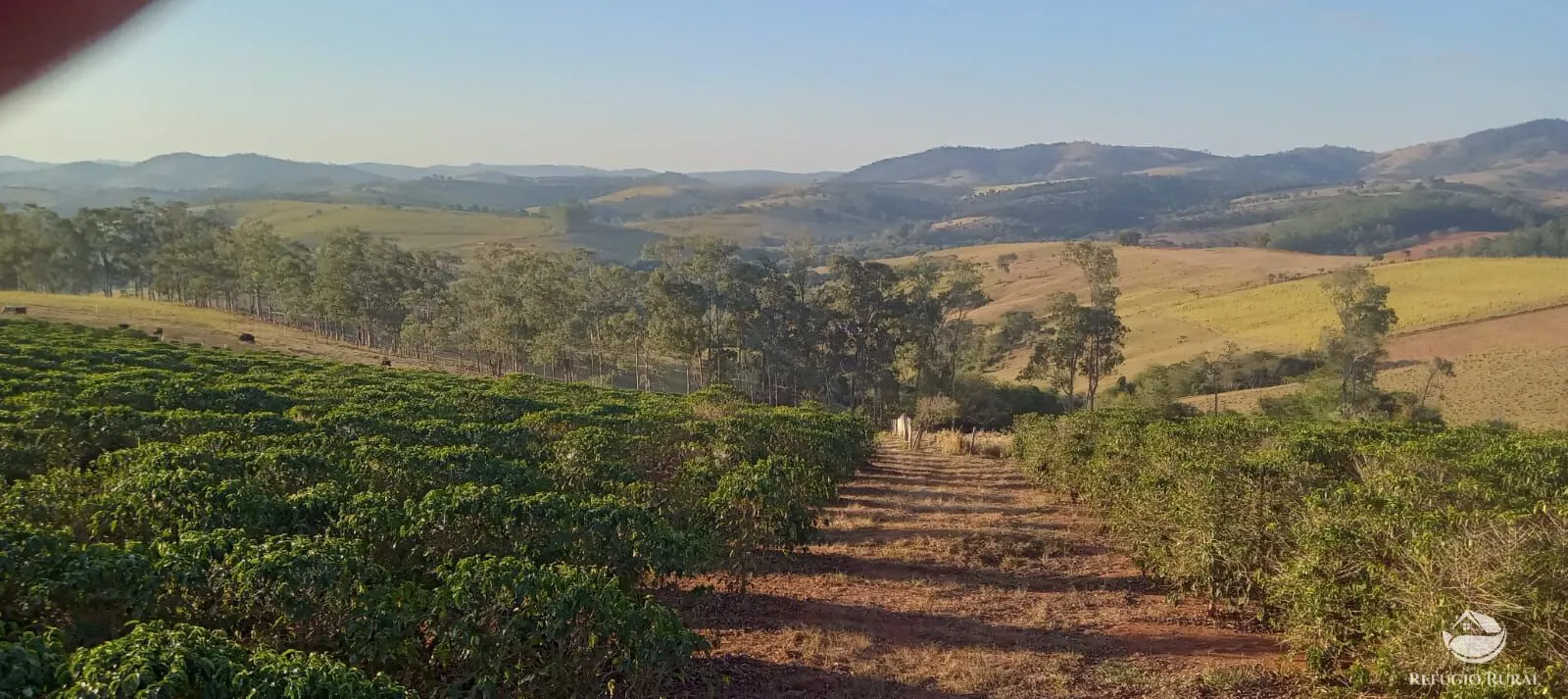 Farm for sale of 190 acres in Monte Belo, MG, Brazil