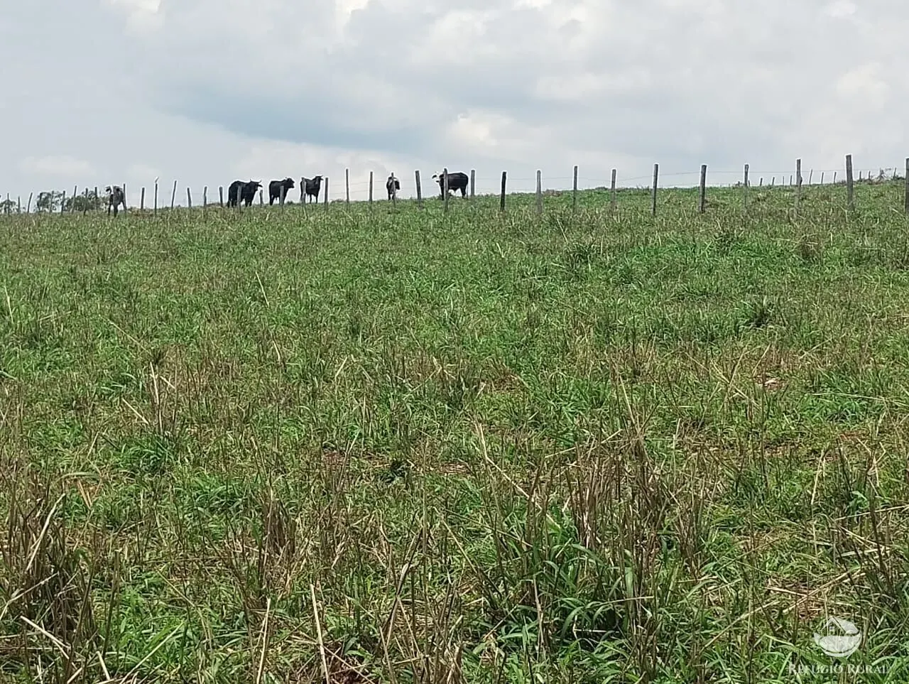 Farm for sale of 190 acres in Monte Belo, MG, Brazil