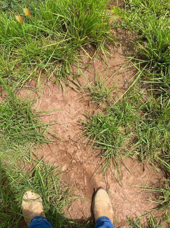 Fazenda à venda e para Arrendar de 1.600 ha em Poconé, MT, Brasil