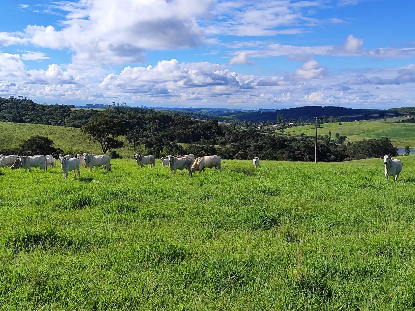 Fazenda à venda de 128 ha em São Miguel Arcanjo, SP, Brasil