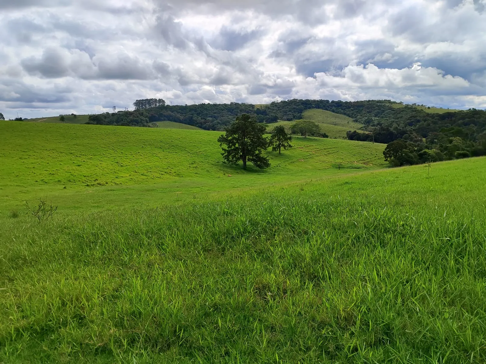 Fazenda à venda de 128 ha em São Miguel Arcanjo, SP, Brasil