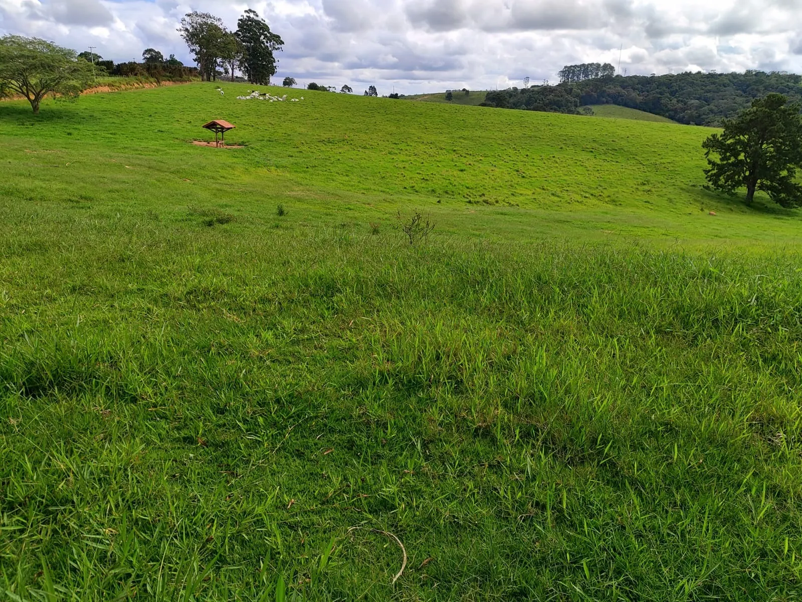Fazenda à venda de 128 ha em São Miguel Arcanjo, SP, Brasil