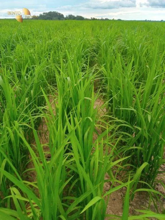 Fazenda à venda de 3.242 ha em Nova Monte Verde, MT, Brasil