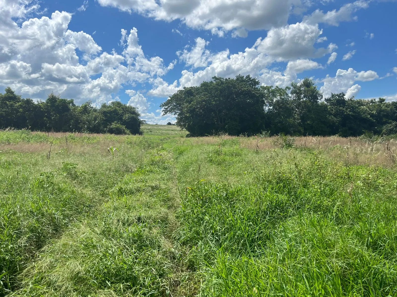 Fazenda à venda de 510 ha em Sidrolândia, MS, Brasil