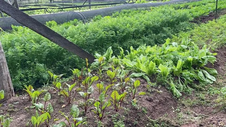 Chácara à venda de 4.800 m² em Araricá, RS, Brasil