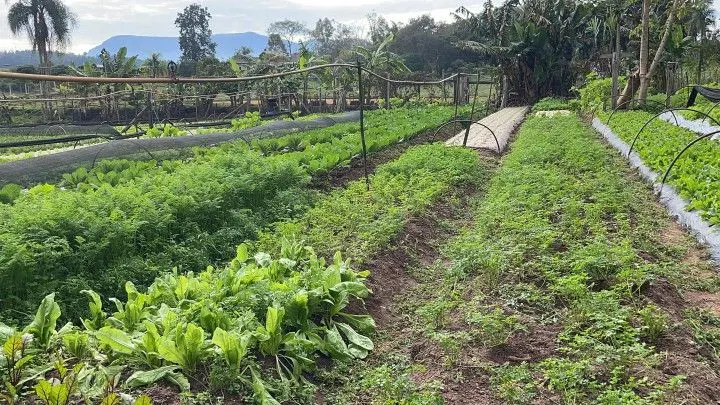 Chácara à venda de 4.800 m² em Araricá, RS, Brasil