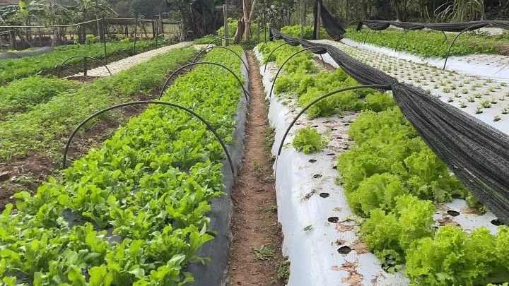 Chácara à venda de 4.800 m² em Araricá, RS, Brasil