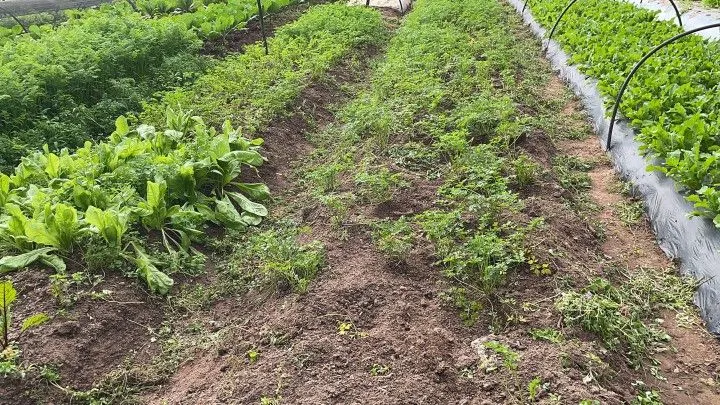 Chácara à venda de 4.800 m² em Araricá, RS, Brasil