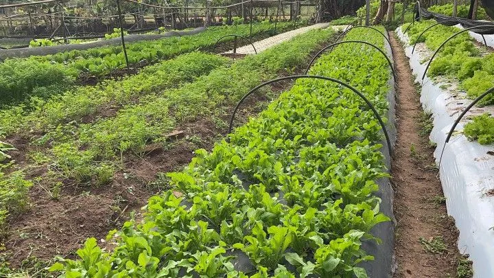 Chácara à venda de 4.800 m² em Araricá, RS, Brasil