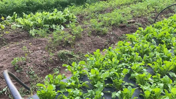 Chácara à venda de 4.800 m² em Araricá, RS, Brasil