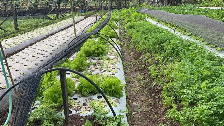Chácara à venda de 4.800 m² em Araricá, RS, Brasil