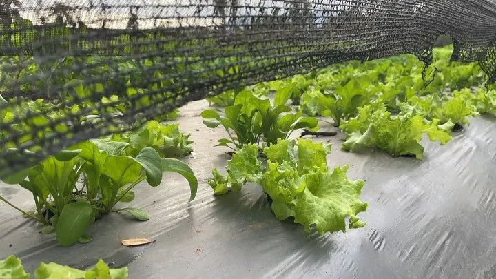 Chácara à venda de 4.800 m² em Araricá, RS, Brasil